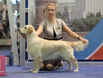 Региональная выставка собак всех пород (25 ноября 2012)